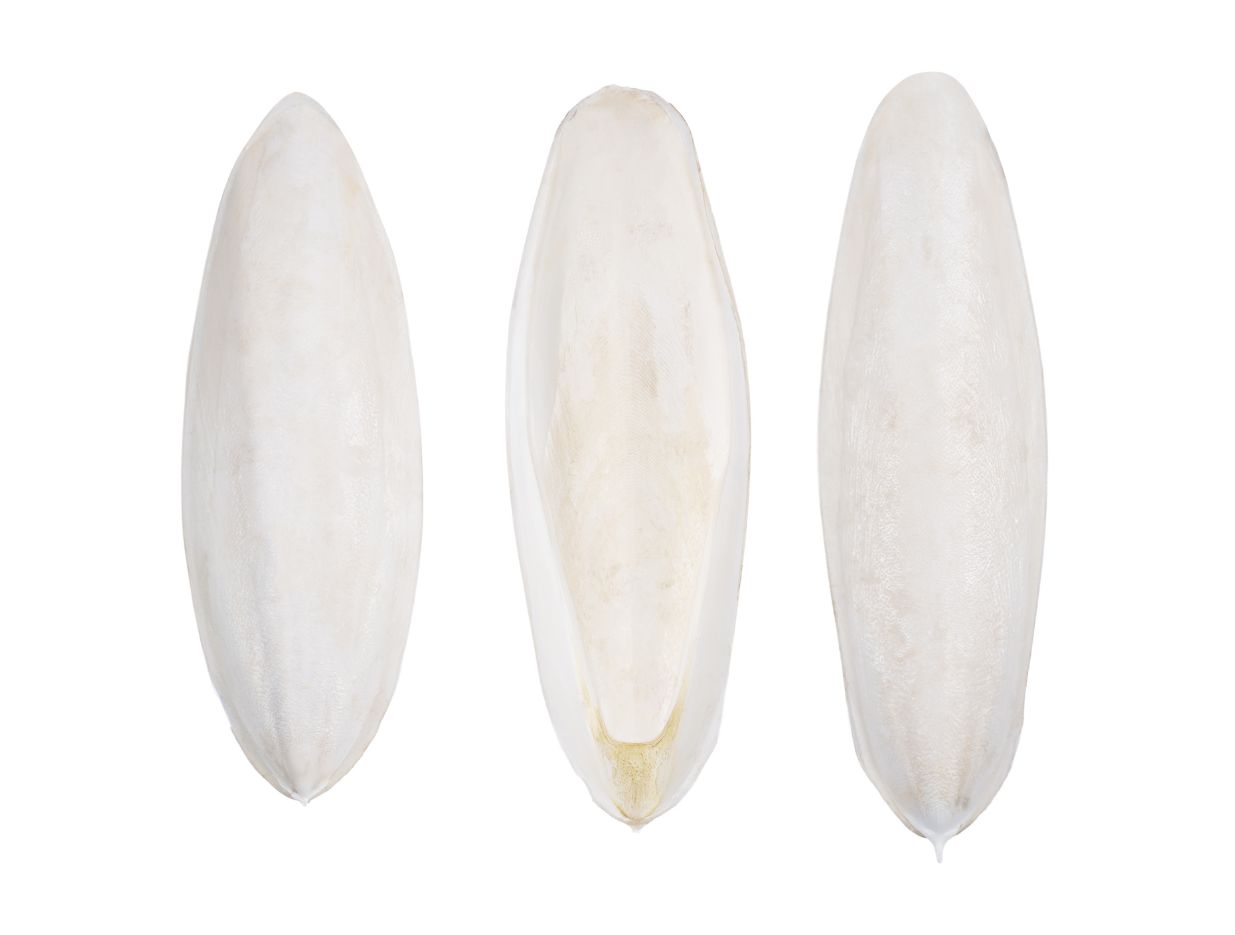 Cuttlefish Bone Pack