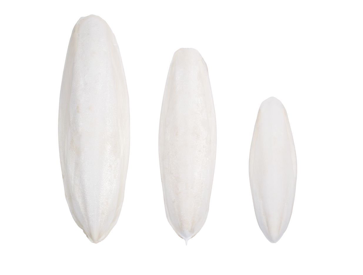 Cuttlefish Bone Side View