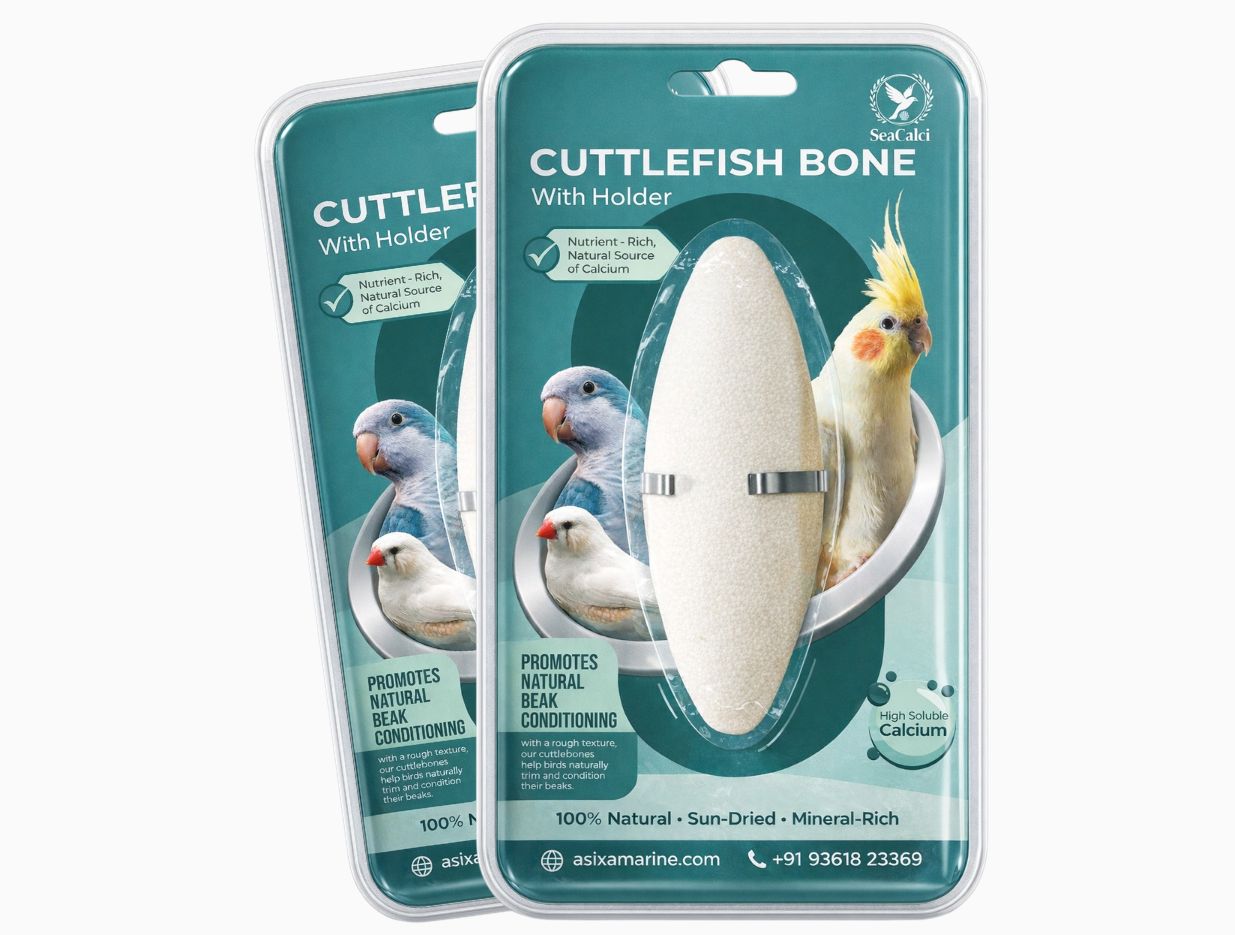 Cuttlefish Bone